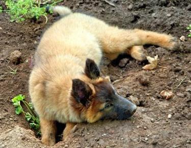 cute german shepherd digging