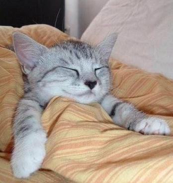 cute kitten sleeping in bed