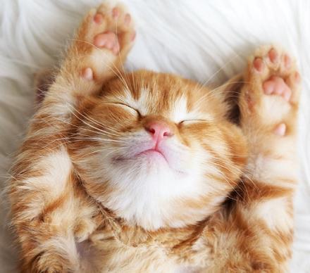 Cute little red kitten sleeps on fur white blanket