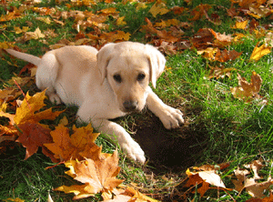 cute puppy digging