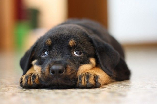 cute sad rottie