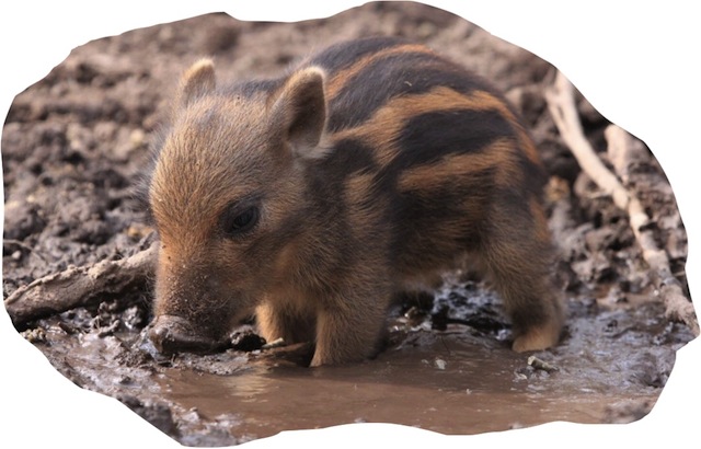 cute warthog in muddy puddle