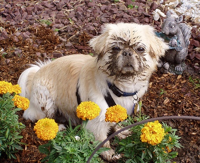 funny dog done digging