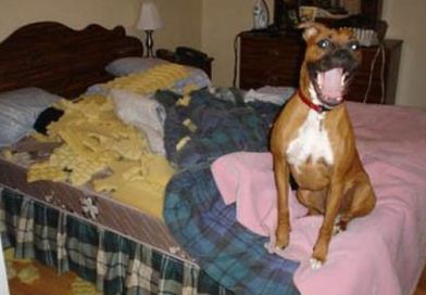 funny dog making a mess on bed