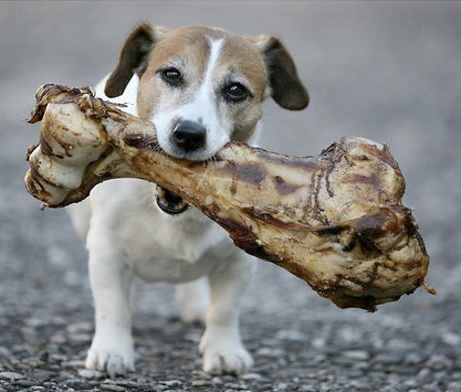 funny pup with bone -2