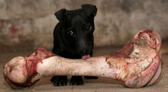 funny pup with bone-3
