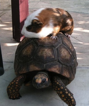 hamster and turtle