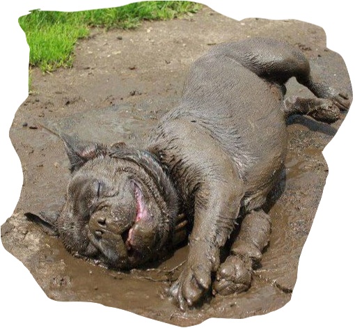 happy muddy bulldog
