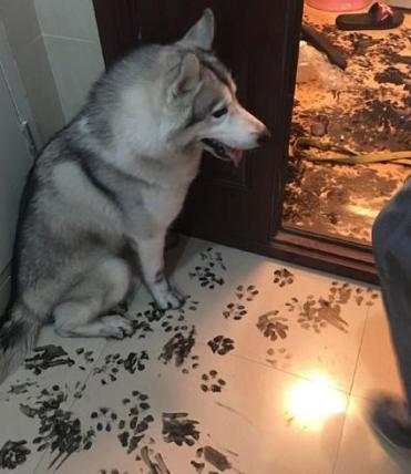 husky making pawprints