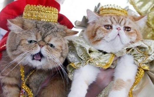 king and queen cat