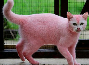 pink cat