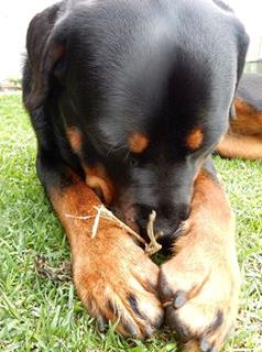 praying rottie