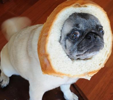 pug with bread