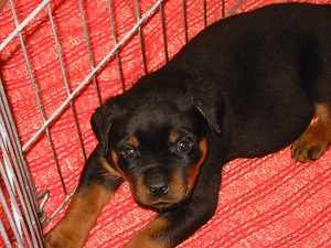 rottie in the cage.jpg