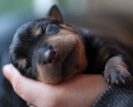 Rottweiler-Puppy-Sleeping