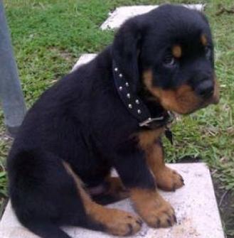 sad rottie puppy