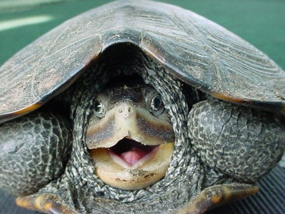 smiling turtle