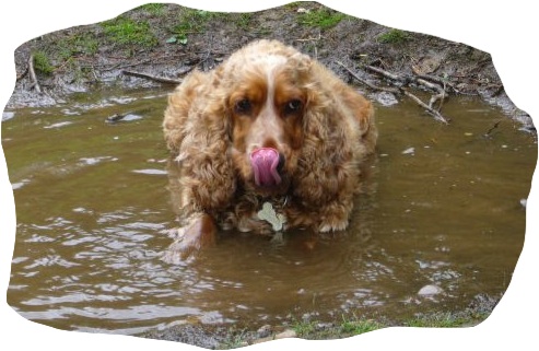 spaniel in puddle