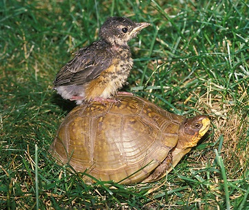 turtle and robin