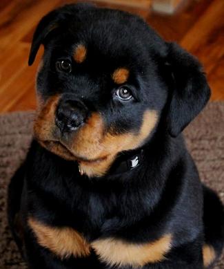german rottweiler puppies