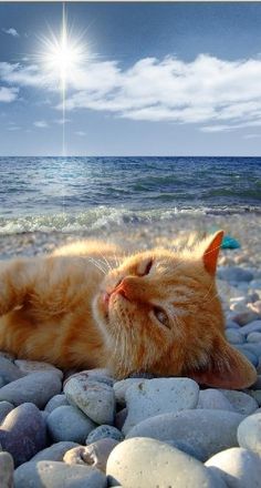 cat at the beach-2