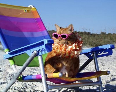 cat at the beach