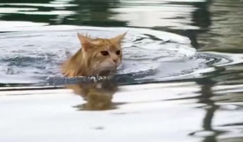 cat in the pond