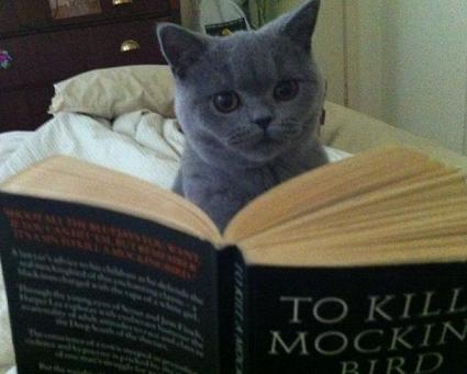 cat reading