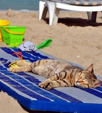 cat sunbathing