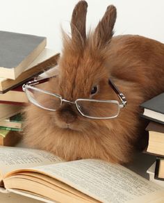 cute bunny reading