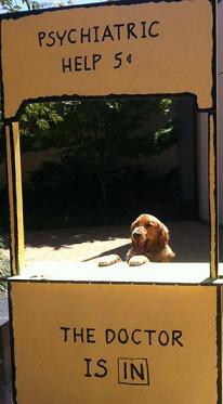 cute dog psychiatrist