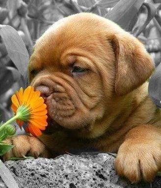 cute dog with flower.jpg