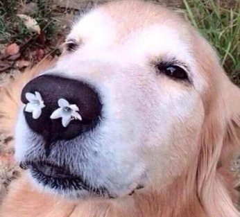 cute dog with flowers on nose