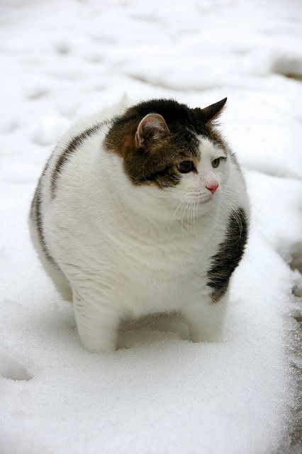 cute fat cat
