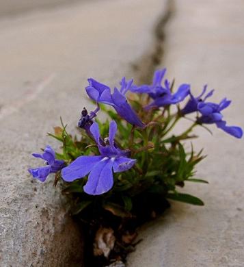 flowers-sidewalk-crack