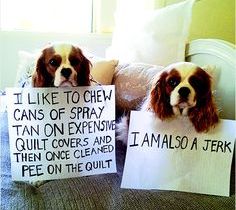 funny animals -guilty6