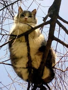 funny cat on a tree