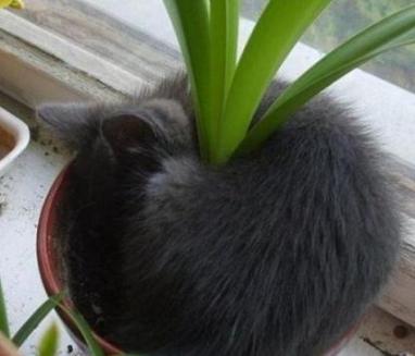funny cat sleeping in pot