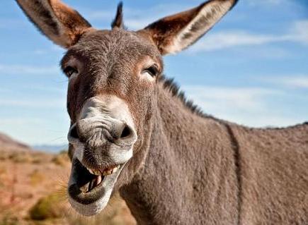 funny donkey