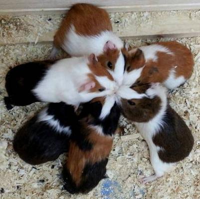 funny guinea pigs in unity