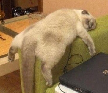 funny-lazy-cat-sofa-sleeping