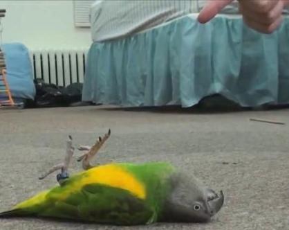 funny parrot lying still