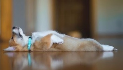 funny puppy lying still