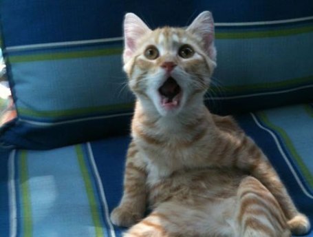 funy cat shocked