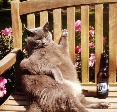 lazy cat and beer