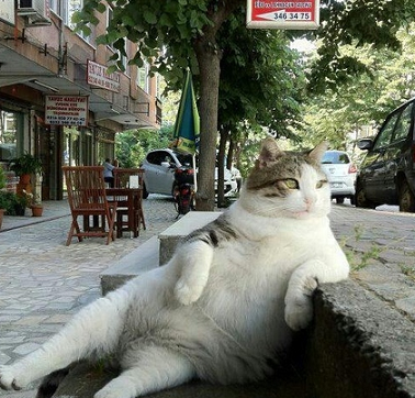lazy cat relaxing