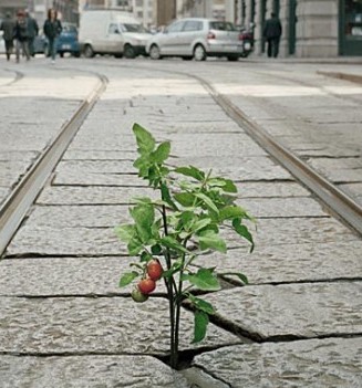 plant growing from crack pavement