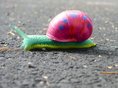 pretty snail