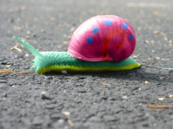 pretty snail