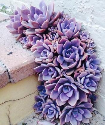 purple-flower-growing-concrete